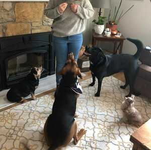 Team Page: For the love of Dog